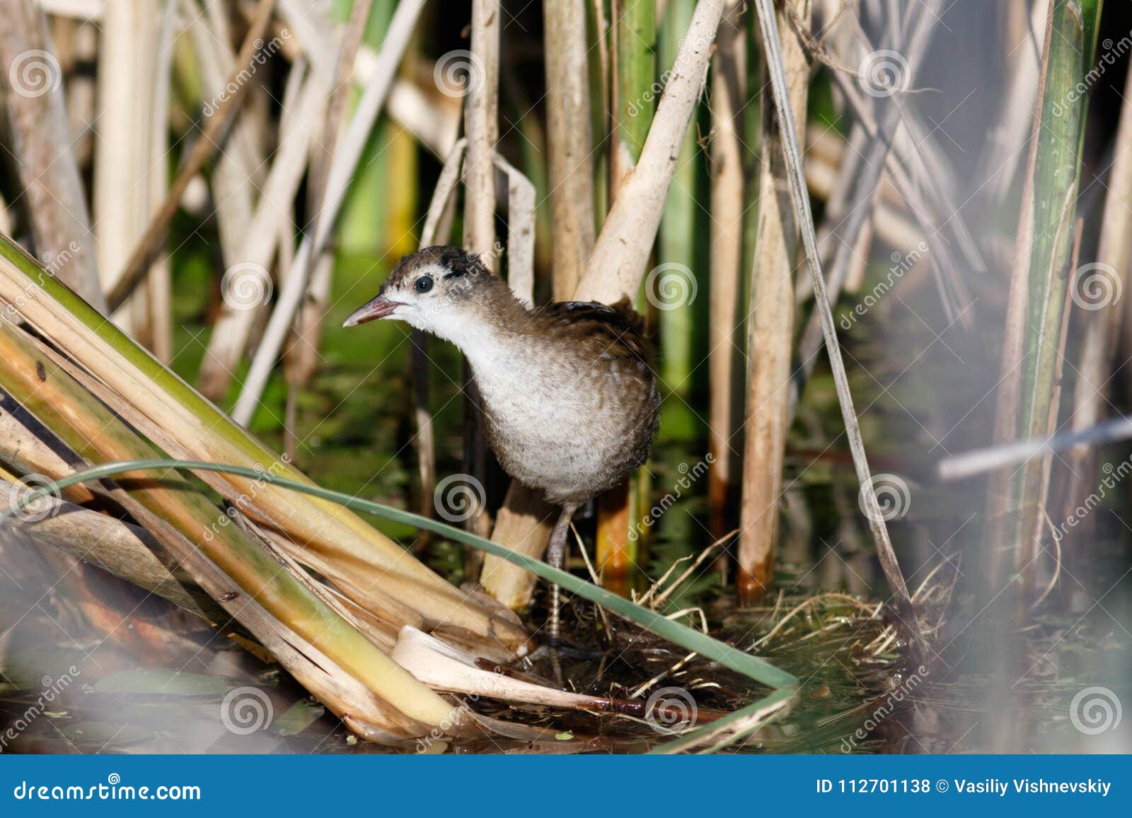 little crake porzana parva.